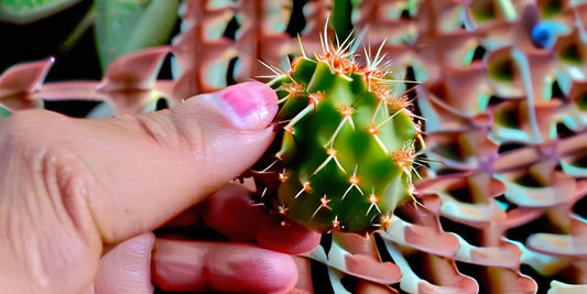 Hoe eet je een cactusvrucht? Tips en trucs